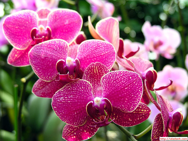 Hoa phong lan