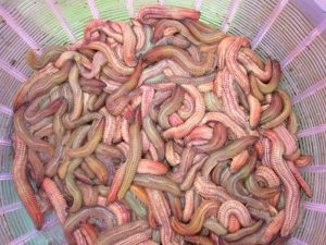 Món rươi