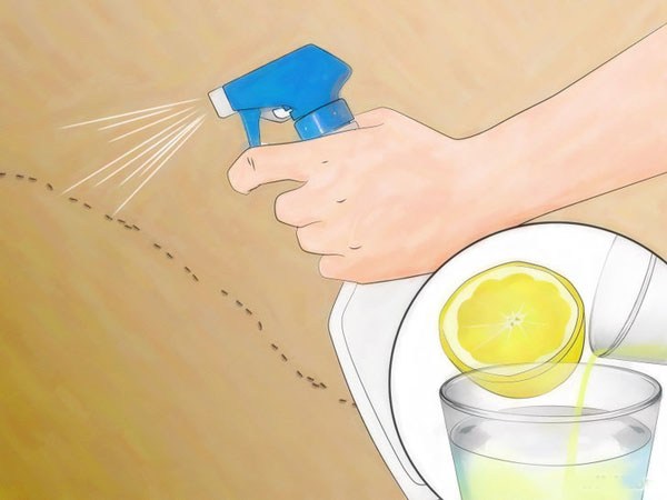 Đuổi kiến bằng giấm